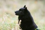 SCHIPPERKE 850